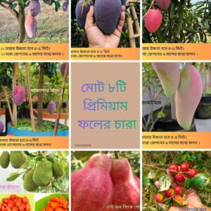 দুর্লভ প্রজাতির বিদেশি ৫ টি আম চারার সাথে থাকছে আরো ৩ টি চারা গাছ একদম ফ্রি
