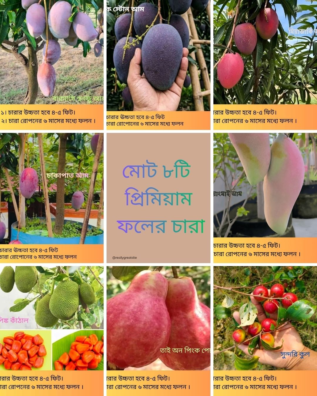 দুর্লভ প্রজাতির বিদেশি ৫ টি আম চারার সাথে থাকছে আরো ৩ টি চারা গাছ একদম ফ্রি