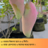 দুর্লভ প্রজাতির বিদেশি ৫ টি আম চারার সাথে থাকছে আরো ৩ টি চারা গাছ একদম ফ্রি - Image 6