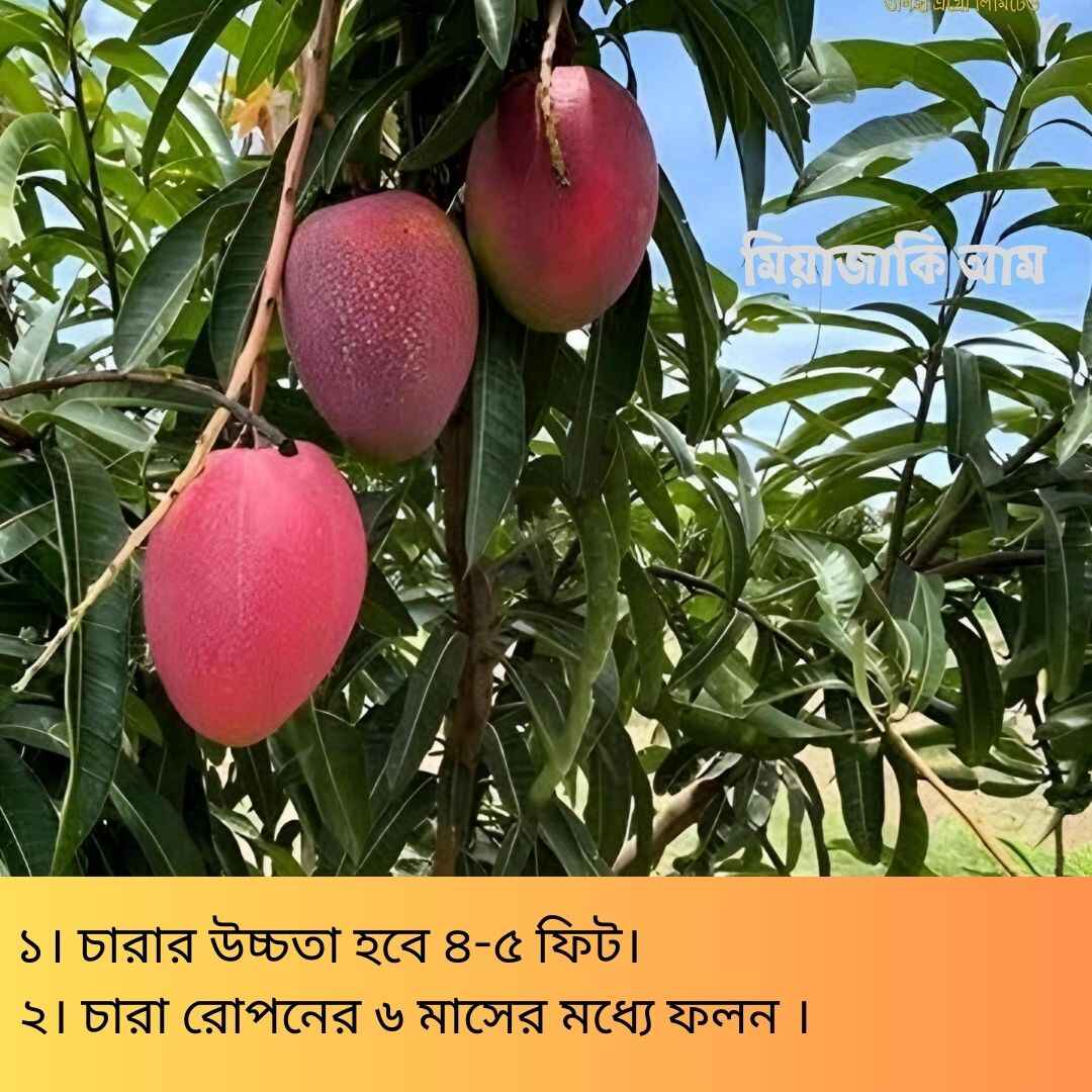 দুর্লভ প্রজাতির বিদেশি ৫ টি আম চারার সাথে থাকছে আরো ৩ টি চারা গাছ একদম ফ্রি - Image 4