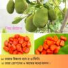 দুর্লভ প্রজাতির বিদেশি ৫ টি আম চারার সাথে থাকছে আরো ৩ টি চারা গাছ একদম ফ্রি - Image 7