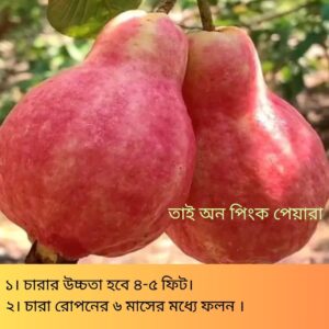 তাই-অন-পিংক-পেয়ারা