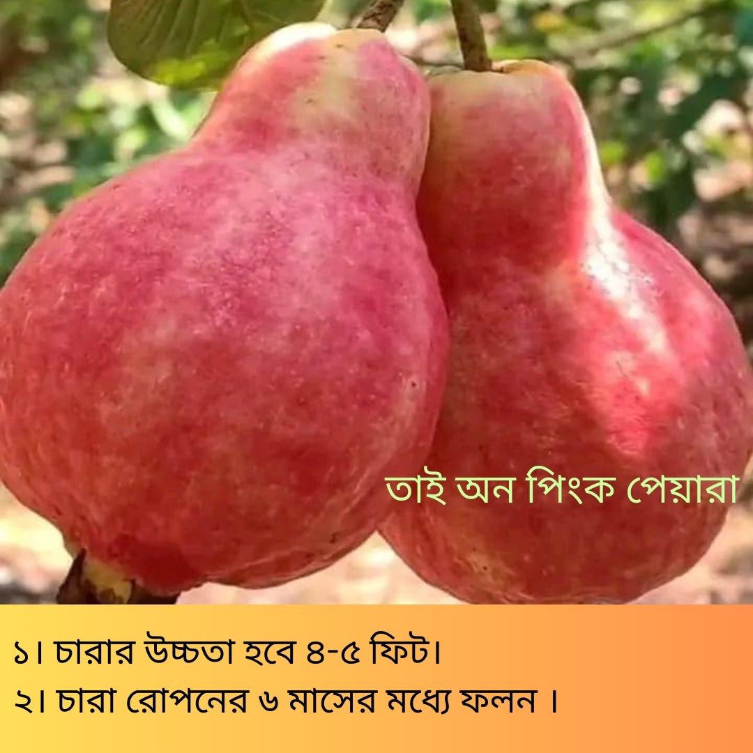 দুর্লভ প্রজাতির বিদেশি ৫ টি আম চারার সাথে থাকছে আরো ৩ টি চারা গাছ একদম ফ্রি - Image 8