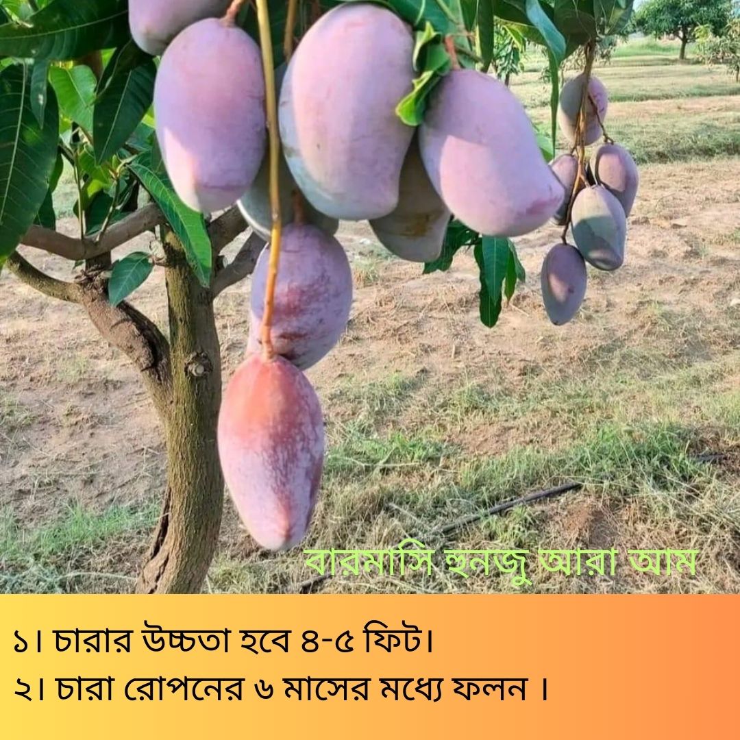 দুর্লভ প্রজাতির বিদেশি ৫ টি আম চারার সাথে থাকছে আরো ৩ টি চারা গাছ একদম ফ্রি - Image 2