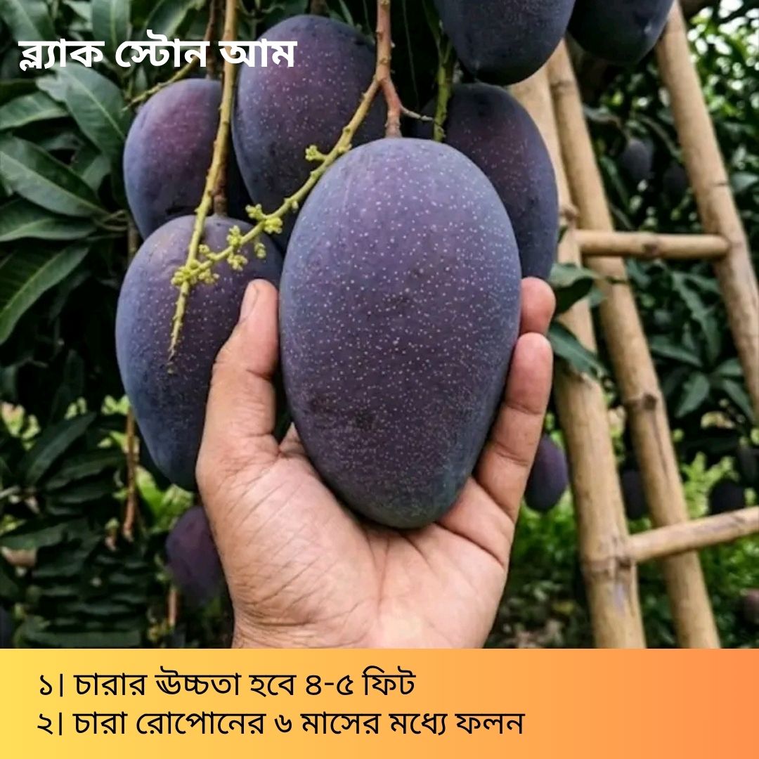 দুর্লভ প্রজাতির বিদেশি ৫ টি আম চারার সাথে থাকছে আরো ৩ টি চারা গাছ একদম ফ্রি - Image 3