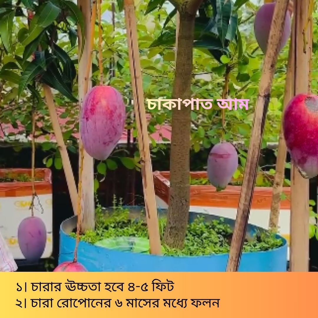 দুর্লভ প্রজাতির বিদেশি ৫ টি আম চারার সাথে থাকছে আরো ৩ টি চারা গাছ একদম ফ্রি - Image 5