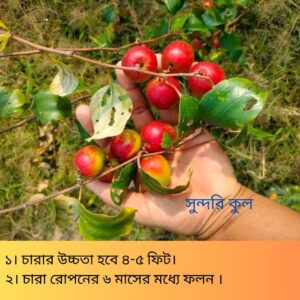 সুন্দরি-কুল